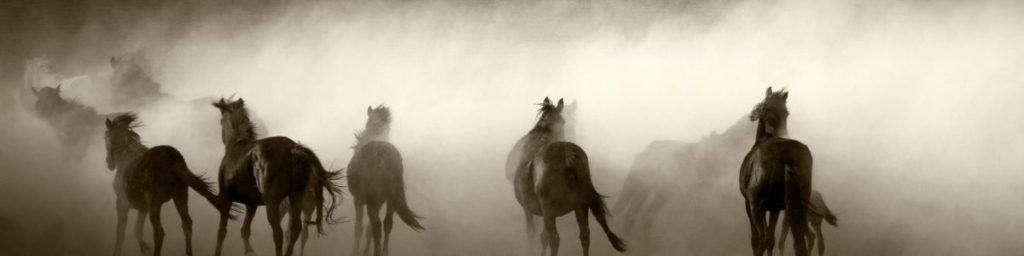 wild horses running in a dusty field
